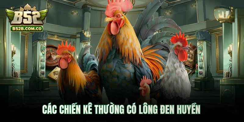 Các chiến kê thường có lông đen huyền