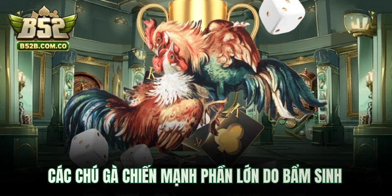 Các chú gà chiến mạnh phần lớn do bẩm sinh