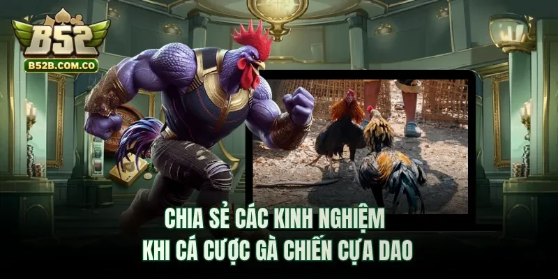 Chia sẻ các kinh nghiệm khi cá cược gà chiến cựa dao