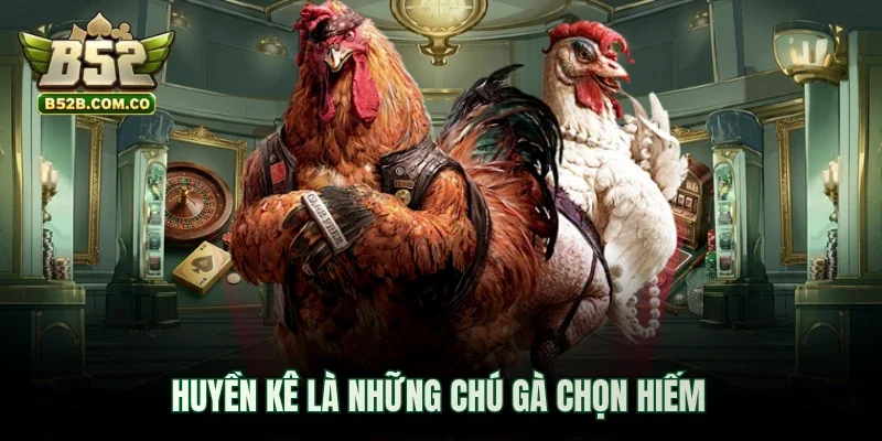 Huyền Kê là những chú gà chọn hiếm
