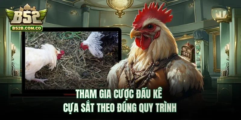 Tham gia cược đấu kê cựa sắt theo đúng quy trình