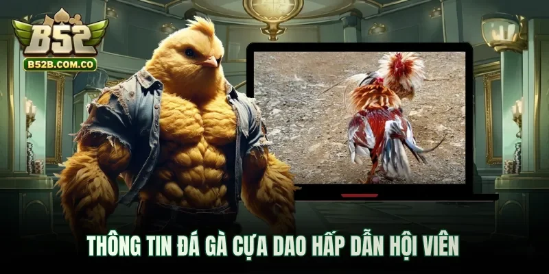 Thông tin đá gà cựa dao hấp dẫn hội viên